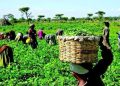 FG Vows to Involve Farmers in Policy Decisions to Boost Food Security