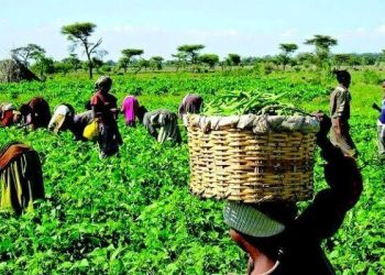 FG Vows to Involve Farmers in Policy Decisions to Boost Food Security