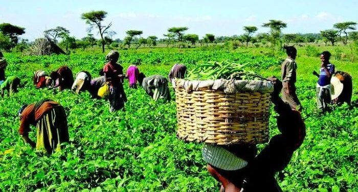 FG Vows to Involve Farmers in Policy Decisions to Boost Food Security