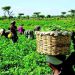 FG Vows to Involve Farmers in Policy Decisions to Boost Food Security