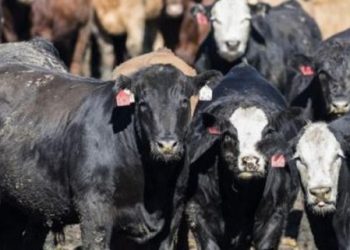 Morocco’s Food Import Bill Hits 94.6 Billion Dirhams in 2025