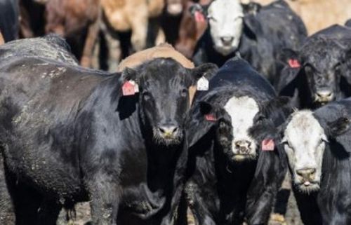 Morocco’s Food Import Bill Hits 94.6 Billion Dirhams in 2025