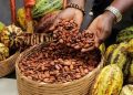 Global Cocoa Price Crash Triggers Income Shock for Nigerian Farmers
