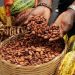 Global Cocoa Price Crash Triggers Income Shock for Nigerian Farmers