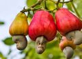 Burkina Faso Maintains Cashew Farmgate Price Amid Regional Price Cuts