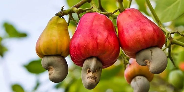 Burkina Faso Maintains Cashew Farmgate Price Amid Regional Price Cuts