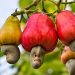 Burkina Faso Maintains Cashew Farmgate Price Amid Regional Price Cuts
