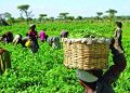 FG Disburses N300,000 Interest-Free Loans to 22,000 Smallholder Farmers Nationwide
