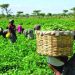 FG Disburses N300,000 Interest-Free Loans to 22,000 Smallholder Farmers Nationwide