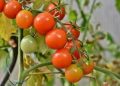 FG Launches Emergency Intervention to Combat Tomato and Sugarcane Pests