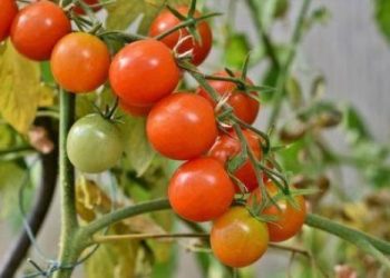 FG Launches Emergency Intervention to Combat Tomato and Sugarcane Pests
