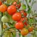 FG Launches Emergency Intervention to Combat Tomato and Sugarcane Pests