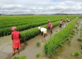 Madagascar Launches 150,000-Hectare Rice Expansion to Boost Domestic Production
