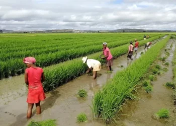 Madagascar Launches 150,000-Hectare Rice Expansion to Boost Domestic Production
