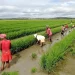 Madagascar Launches 150,000-Hectare Rice Expansion to Boost Domestic Production