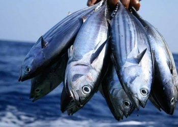FG Approves Digitisation of Fish Import Licensing to Boost Local Fisheries