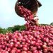 Customs Pledges to Remove Non-Tariff Barriers to Boost N1.17tn Onion Sector