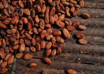 Ghana Lowers Cocoa Farmgate Price Amid Global Market Slump