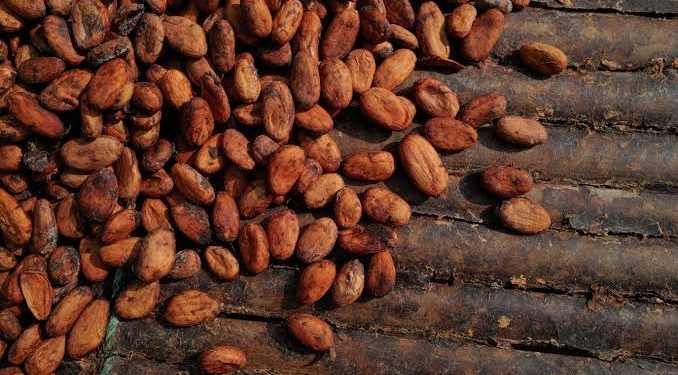 Ghana Lowers Cocoa Farmgate Price Amid Global Market Slump