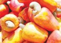 Nigeria’s Cashew Processing Industry Struggles Amid High Costs and Weak Infrastructure