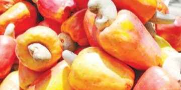 Nigeria’s Cashew Processing Industry Struggles Amid High Costs and Weak Infrastructure