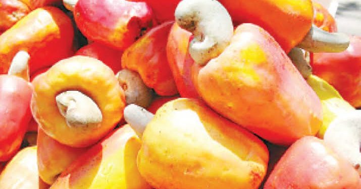 Nigeria’s Cashew Processing Industry Struggles Amid High Costs and Weak Infrastructure
