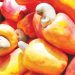 Nigeria’s Cashew Processing Industry Struggles Amid High Costs and Weak Infrastructure