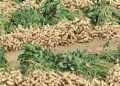 Senegal Set to Become Africa’s Second-Largest Peanut Producer, Surpassing Sudan