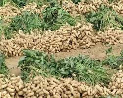 Senegal Set to Become Africa’s Second-Largest Peanut Producer, Surpassing Sudan