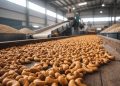 Ivory Coast Cuts Minimum Farmgate Price for Cashew Nuts Amid Global Market Downturn