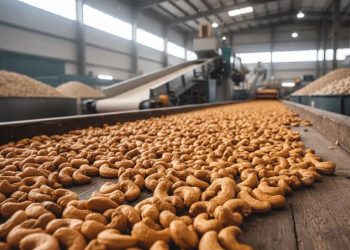 Ivory Coast Cuts Minimum Farmgate Price for Cashew Nuts Amid Global Market Downturn