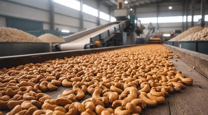 Ivory Coast Cuts Minimum Farmgate Price for Cashew Nuts Amid Global Market Downturn
