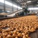 Ivory Coast Cuts Minimum Farmgate Price for Cashew Nuts Amid Global Market Downturn