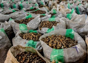 Tinubu Extends Ban on Raw Shea Nut Exports by One Year