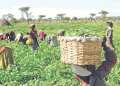 Nigeria’s Agriculture Sector Hits N101.46tn in 2025 Amid Private Sector Investments