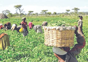 Nigeria’s Agriculture Sector Hits N101.46tn in 2025 Amid Private Sector Investments