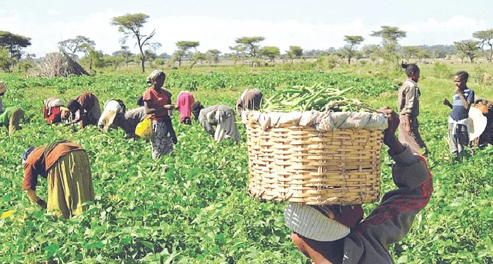 Nigeria’s Agriculture Sector Hits N101.46tn in 2025 Amid Private Sector Investments
