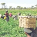 Nigeria’s Agriculture Sector Hits N101.46tn in 2025 Amid Private Sector Investments