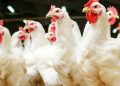 FG Introduces New Chicken Breed, 57 Crop Varieties to Boost Food Security