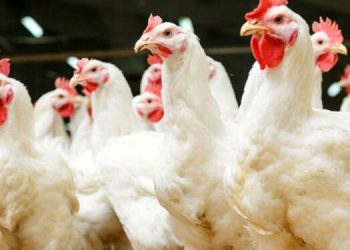 FG Introduces New Chicken Breed, 57 Crop Varieties to Boost Food Security