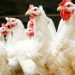 FG Introduces New Chicken Breed, 57 Crop Varieties to Boost Food Security