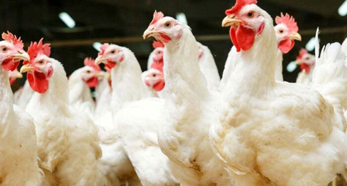 FG Introduces New Chicken Breed, 57 Crop Varieties to Boost Food Security