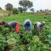 Nigerian Farmers Struggle Despite Falling Food Prices