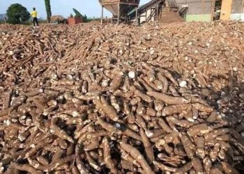 Matna Foods, Ondo Govt Partner to Empower 3,000 Cassava Outgrower Farmers