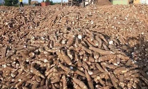 Matna Foods, Ondo Govt Partner to Empower 3,000 Cassava Outgrower Farmers