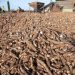 Matna Foods, Ondo Govt Partner to Empower 3,000 Cassava Outgrower Farmers