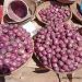Nigeria–Ghana Onion Trade Resumes After Weeks of Disruption
