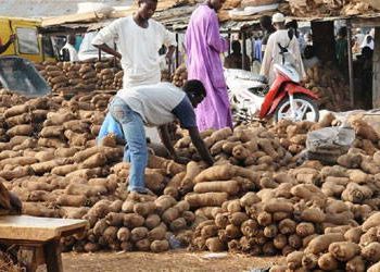 Yam Prices Fluctuate Across Lagos Markets Amid Rising Costs