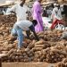 Yam Prices Fluctuate Across Lagos Markets Amid Rising Costs