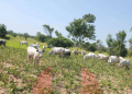 FG Begins Revival of Grazing Reserves to Reduce Farmer-Herder Clashes